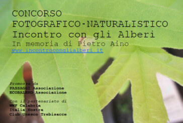 Concorso Fotografico Incontro con gli alberi – Scadenza 05 Maggio 2015