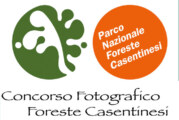 Concorso Fotografico Foreste Casentinesi – Scadenza 30 Giugno 2015