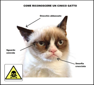 riconoscere-un-cinico-gatto