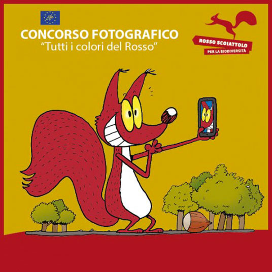 Concorso Fotografico Scoiattolo Rosso