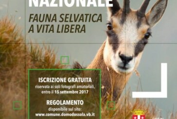 Concorso fotografico nazionale “Fauna selvatica a vita libera” – Scadenza 15 Settmbre 2017