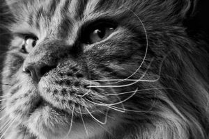 federica_gerardi_fotografia
