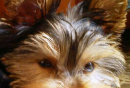6º Concorso Fotografico Il mio caro amico animale – Scadenza 27 Settembre 2015